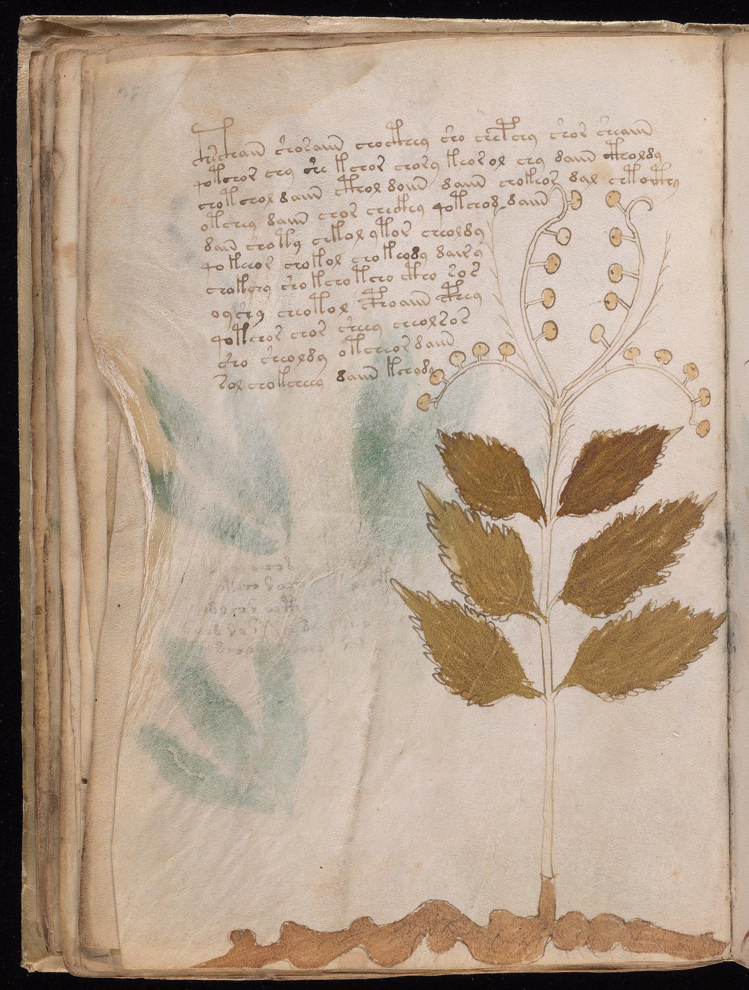 Voynich Manuscript folio f30v — Beinecke MS 408
